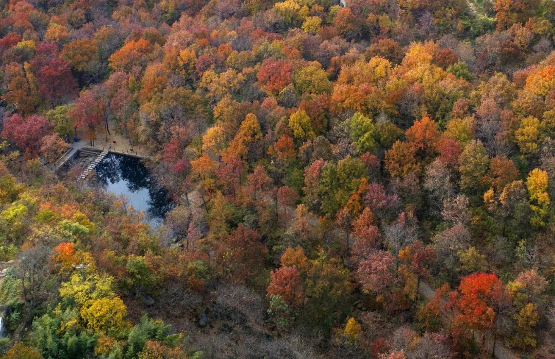 乘著公交去旅行——層林盡染，遇見港城醉美楓葉季